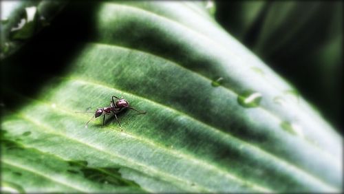 Close-up of ladybug on leaf