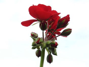 Close-up of red flowers blooming against white background