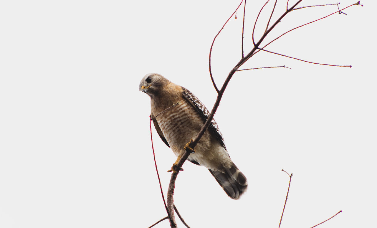 BIRD PERCHING ON A TREE