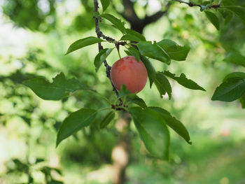 Close-up of red berries growing on tree