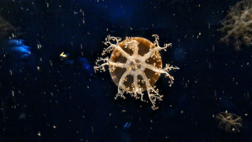 View of trees at night