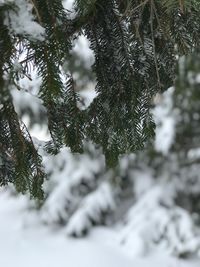 Close-up of snow covered pine tree