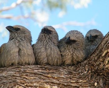 Close-up of birds perching on a tree