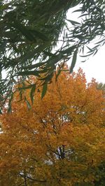 Low angle view of autumnal tree against sky