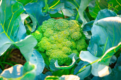 High angle view of plants