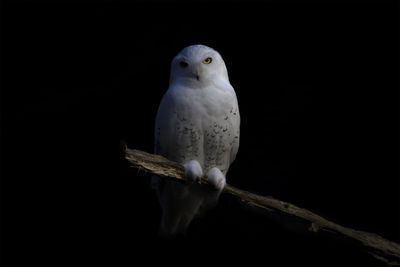 Portrait of owl perching on branch against black background