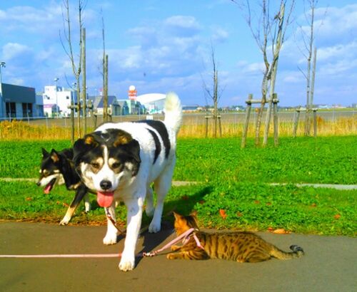 domestic animals, animal themes, dog, pets, one animal, sky, mammal, grass, sunlight, field, day, cloud - sky, outdoors, two animals, building exterior, cloud, animal representation, street, no people, looking at camera