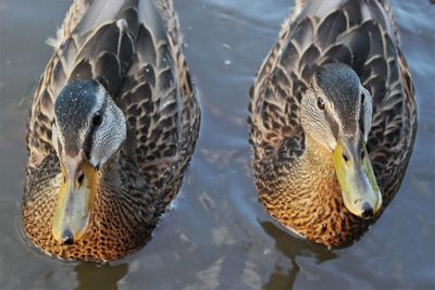 Close-up of duck in water