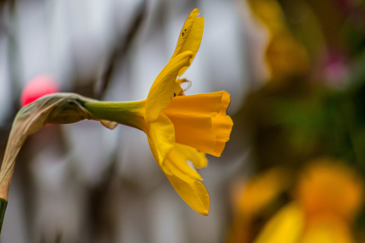 CLOSE-UP OF YELLOW LEAF