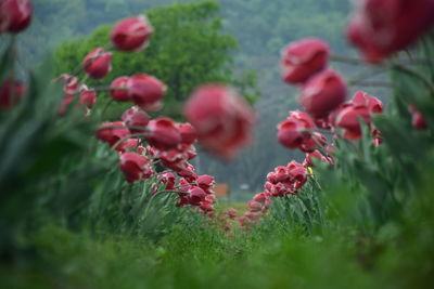 Close-up of red flowering plants on field