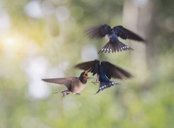 Bird flying