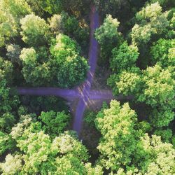 Scenic view of trees in forest