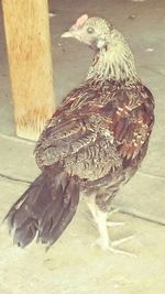 Close-up of bird perching outdoors