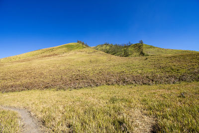 Scenic view of field against clear blue sky