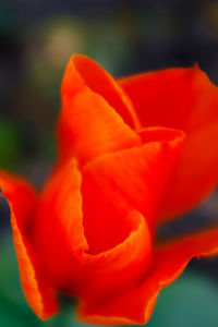 Close-up of red flower