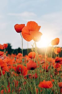 Close-up of poppies on field against sky