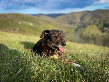 Selective focus of cute brown dog resting in the green grass with mountains in the background