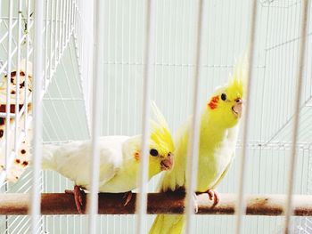 Close-up of birds perching on wood in cage