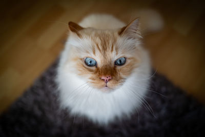 High angle view portrait of cat at home