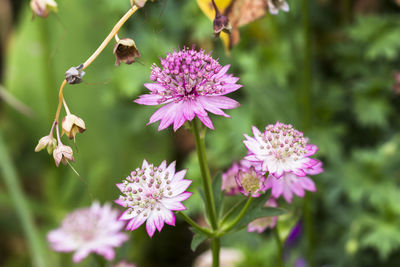 Close-up of pink flowers blooming outdoors