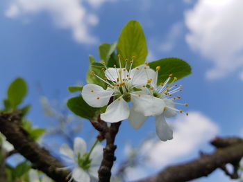 Low angle view of white flowering plant against sky