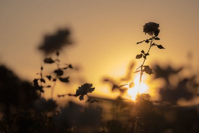 Close-up of silhouette plant against sky at sunset