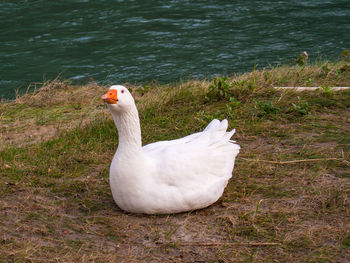 White duck on field