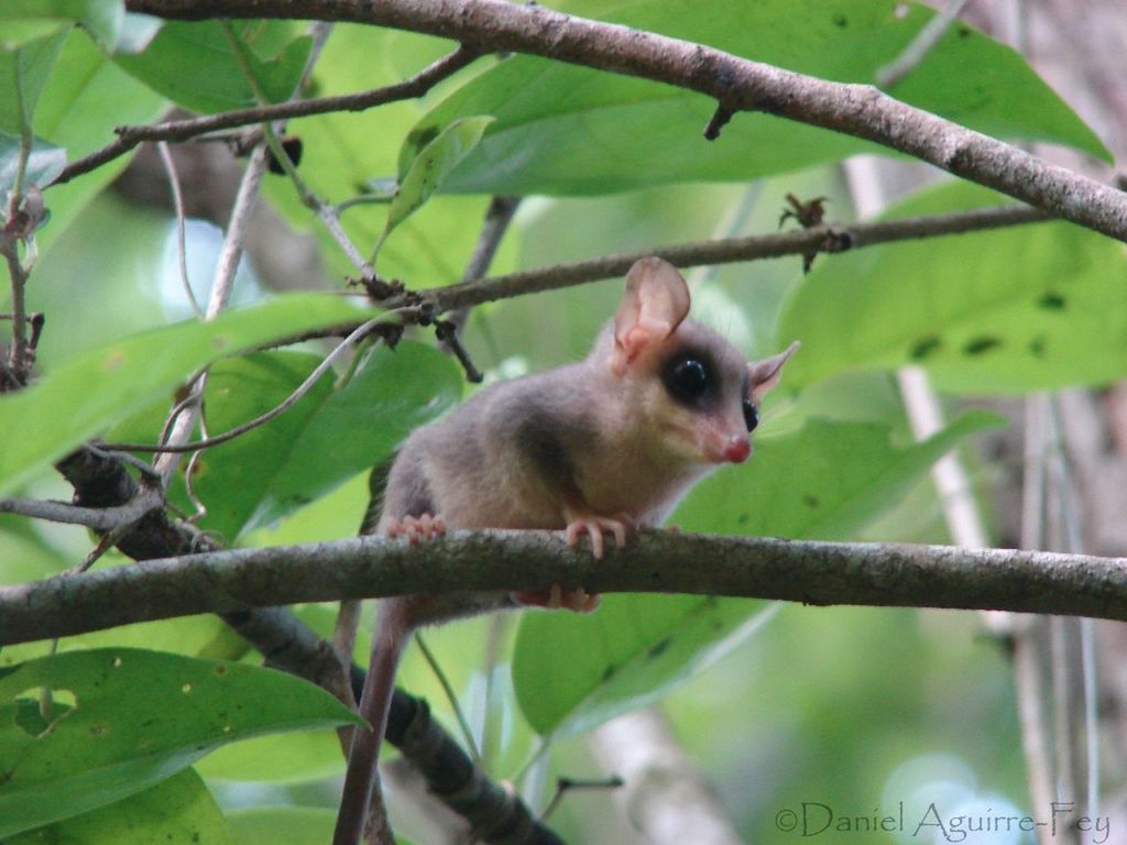 animal themes, animals in the wild, one animal, branch, wildlife, tree, focus on foreground, perching, mammal, nature, bird, fence, outdoors, close-up, selective focus, no people, day, monkey, zoology, vertebrate