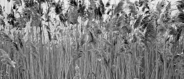 Plants growing on tree