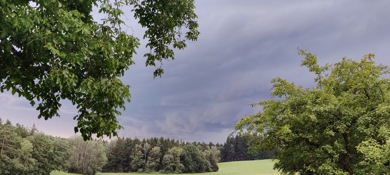 TREES AGAINST SKY