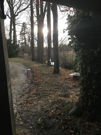 Trees in forest during autumn