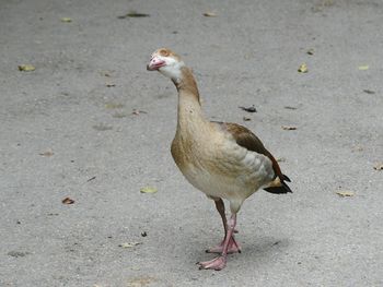 High angle view of bird on field