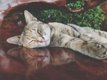 Close-up of cat sleeping