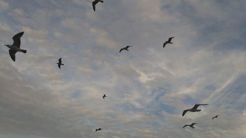 Low angle view of birds flying in cloudy sky