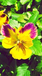 Close-up of yellow flower