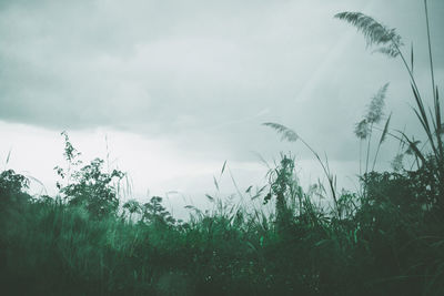 Plants growing on land against sky