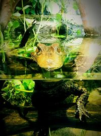 High angle view of frog swimming in lake