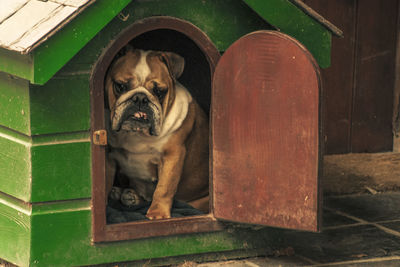 Close-up of bulldog sitting in kennel