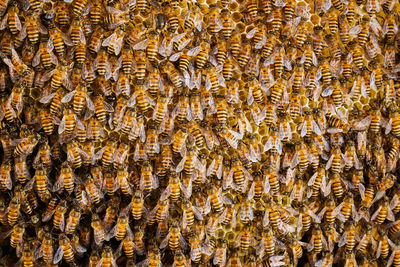 Group of bees working on honeycombs in beehives in an apiary 