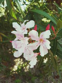 Close-up of flowers growing on tree