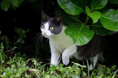 Cat looking away while walking by plants