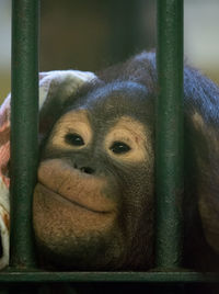 Close-up of orangutan in cage