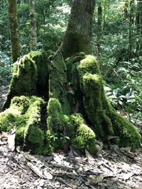 Moss growing on tree trunk in forest