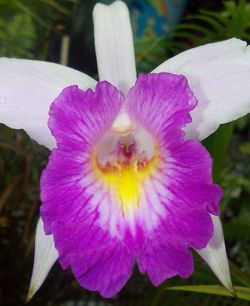 Close-up of purple iris blooming outdoors