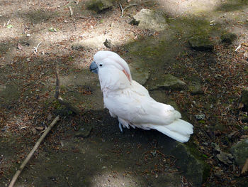 High angle view of swan perching on shore