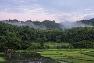 Scenic view of agricultural field against sky