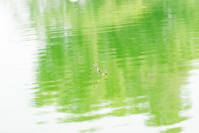 View of ducks swimming in lake