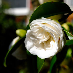 Close-up of white rose