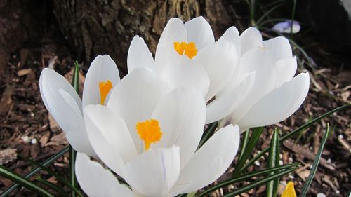 Close-up of white flower