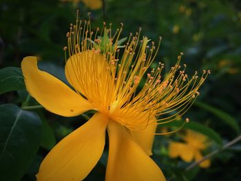 Close-up of yellow flowering plant